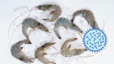 Des crevettes contaminées