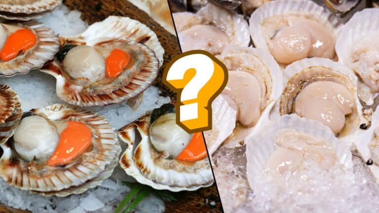 Où sont les vraies coquilles Saint-Jacques ?